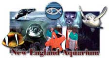 The New England Aquarium