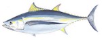 Albacore Tuna