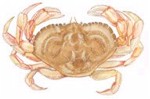 Dungeness Crab