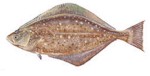 Halibut