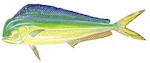 Mahimahi