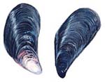 Mussels