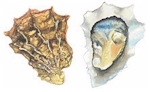 Oysters