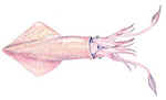 Squid